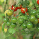 green and red cherry tomatoes on a vine in a greenhouse in the garden green and red cherry tomatoes on a vine in a greenhouse in the garden - PhotoDune Item for Sale