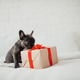 Funny gray puppy french bulldog with Xmas gift box at home holiday setting Funny gray puppy french bulldog with Xmas gift box at home holiday setting - PhotoDune Item for Sale