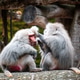 Baboon in zoo enclosure displaying social behavior and curiosity Baboon in zoo enclosure displaying social behavior and curiosity - PhotoDune Item for Sale