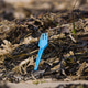 Plastic Garbage in the Environment Plastic Garbage in the Environment - PhotoDune Item for Sale