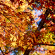 Autumn color Autumn color - PhotoDune Item for Sale