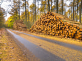 Piles of Timber in a Yellow Colored Larch Forest Piles of Timber in a Yellow Colored Larch Forest - PhotoDune Item for Sale