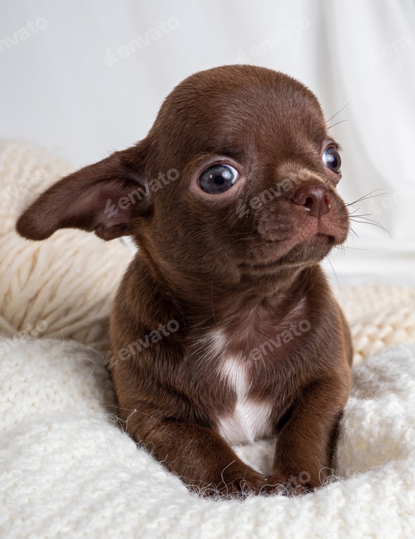 Little chocolate-colored chihuahua puppy cute beautiful dog Stock