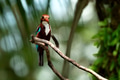 White throated kingfisher perching on tree branch White throated kingfisher perching on tree branch - PhotoDune Item for Sale