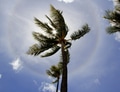 Blue sky & a beautiful rainbow around the palm tree from below during a tropical summer vacation Blue sky & a beautiful rainbow around the palm tree from below during a tropical summer vacation - PhotoDune Item for Sale
