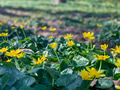 Yellow bloomed fig buttercup flower plant spread in a garden. Yellow bloomed fig buttercup flower plant spread in a garden. - PhotoDune Item for Sale