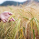 Farmer Holding Ripe Barley Ears in Golden Field Farmer Holding Ripe Barley Ears in Golden Field - PhotoDune Item for Sale