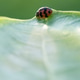 lady bug lady bug - PhotoDune Item for Sale