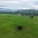 Aerial View of a Single Tree in a Rice Field with a Mosque and Village in Indonesia Aerial View of a Single Tree in a Rice Field with a Mosque and Village in Indonesia - PhotoDune Item for Sale