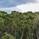 Windblown trees at Murramarang National Park, foreshadow a rainstorm ...