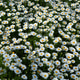 Beautiful Field of White Daisies in Full Bloom on a Sunny Day Beautiful Field of White Daisies in Full Bloom on a Sunny Day - PhotoDune Item for Sale