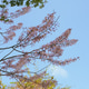 Beautiful pink flowers of Cassia Bakeriana Craib cherry blossom on branches Beautiful pink flowers of Cassia Bakeriana Craib cherry blossom on branches - PhotoDune Item for Sale