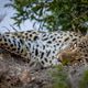 Close up of a Female Leopard sleeping. Close up of a Female Leopard sleeping. - PhotoDune Item for Sale