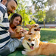 in the park in the summer couple sitting on blanket side by side corgi dogs resting drinking coffee in the park in the summer couple sitting on blanket side by side corgi dogs resting drinking coffee - PhotoDune Item for Sale