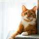 A ginger mixed-breed cat sits near a scratching post. Activity and health of pets at home. A ginger mixed-breed cat sits near a scratching post. Activity and health of pets at home. - PhotoDune Item for Sale
