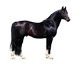 Trakehner Stallion Trakehner Stallion - PhotoDune Item for Sale