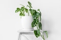 Houseplant Monstera obliqua on a white background with hard shadows. Houseplant Monstera obliqua on a white background with hard shadows. - PhotoDune Item for Sale