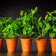 Herb in Pottery Pots on Dark Background Herb in Pottery Pots on Dark Background - PhotoDune Item for Sale