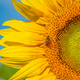 Sunflower close-up with bee against a sky Sunflower close-up with bee against a sky - PhotoDune Item for Sale