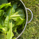 Lettuce handpicked from garden Lettuce handpicked from garden - PhotoDune Item for Sale