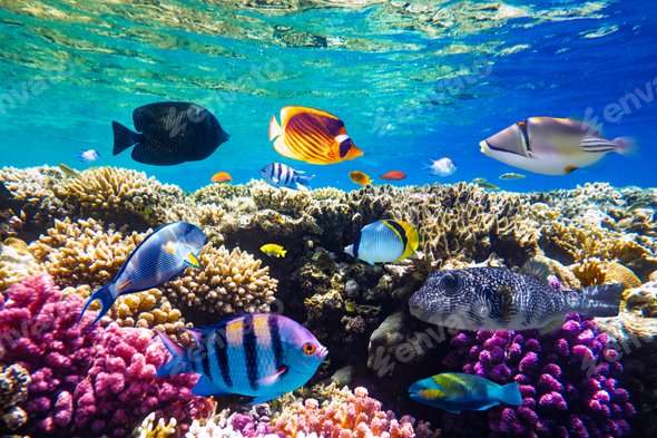 Ocean Colorful Fish Different Tropical Fish On A Coral Reef In The