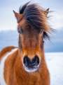 Wild horse. Horse on the Westfjord in Iceland. Composition with wild animals. Wild horse. Horse on the Westfjord in Iceland. Composition with wild animals. - PhotoDune Item for Sale