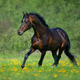 Bay horse free running in meadow in yellow flowers. Bay horse free running in meadow in yellow flowers. - PhotoDune Item for Sale