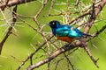 Superb starling or Lamprotornis superbus perches on acacia Superb starling or Lamprotornis superbus perches on acacia - PhotoDune Item for Sale