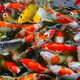 Top view of carp or carp fish in the pond with black background. Top view of carp or carp fish in the pond with black background. - PhotoDune Item for Sale