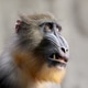close up mandrill monkey (Mandrillus sphinx) close up mandrill monkey (Mandrillus sphinx) - PhotoDune Item for Sale