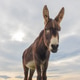 Portrait of donkey on a farm with overcast sunset sky. Portrait of donkey on a farm with overcast sunset sky. - PhotoDune Item for Sale