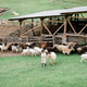 Little girl feeding goats on the farm. Agritourism concept. Life in the countryside Little girl feeding goats on the farm. Agritourism concept. Life in the countryside - PhotoDune Item for Sale