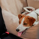 A relaxed dog enjoying a car ride in a safe travel seat during a sunny afternoon A relaxed dog enjoying a car ride in a safe travel seat during a sunny afternoon - PhotoDune Item for Sale