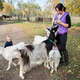Woman Feeding Curious Goats In Open Farm Landscape Woman Feeding Curious Goats In Open Farm Landscape - PhotoDune Item for Sale