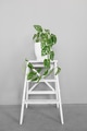 Houseplant Monstera obliqua on a white background with hard shadows. Houseplant Monstera obliqua on a white background with hard shadows. - PhotoDune Item for Sale