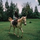 training to ride horse in garden training to ride horse in garden - PhotoDune Item for Sale