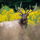Bull Elk in Goldenrod Bull Elk in Goldenrod - PhotoDune Item for Sale