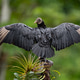 Black Vulture (Coragyps atratus) with Wings Spread Open in the Rain Black Vulture (Coragyps atratus) with Wings Spread Open in the Rain - PhotoDune Item for Sale