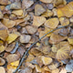 Autumn Bliss: A Scenic Forest Floor Covered in Golden Leaves Autumn Bliss: A Scenic Forest Floor Covered in Golden Leaves - PhotoDune Item for Sale