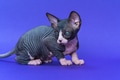 Pretty Canadian Sphynx kitty of color black and white with pricked ears lying down blue background Pretty Canadian Sphynx kitty of color black and white with pricked ears lying down blue background - PhotoDune Item for Sale