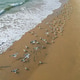 a flock of white small birds on the seashore on the sand view fron top drone in Goa a flock of white small birds on the seashore on the sand view fron top drone in Goa - PhotoDune Item for Sale