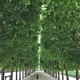 Trees in the park Trees in the park - PhotoDune Item for Sale