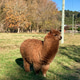 Cute brown llama Cute brown llama - PhotoDune Item for Sale