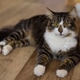 A tabby cat laying on the floor. A tabby cat laying on the floor. - PhotoDune Item for Sale