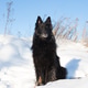 big black dog for a walk on a winter frosty day big black dog for a walk on a winter frosty day - PhotoDune Item for Sale