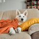 A six-month-old white Swiss shepherd puppy lies on the living room couch A six-month-old white Swiss shepherd puppy lies on the living room couch - PhotoDune Item for Sale