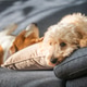 Maltipoo puppy resting on sofa while senior beagle sleeps peacefully nearby indoors Maltipoo puppy resting on sofa while senior beagle sleeps peacefully nearby indoors - PhotoDune Item for Sale