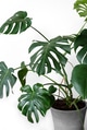 Monstera deliciosa or Swiss cheese plant in a gray concrete flower pot stands on a table Monstera deliciosa or Swiss cheese plant in a gray concrete flower pot stands on a table - PhotoDune Item for Sale