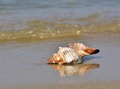 Seashell on a beach Seashell on a beach - PhotoDune Item for Sale