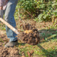 a man with a shovel harvests potatoes. Organic food. a man with a shovel harvests potatoes. Organic food. - PhotoDune Item for Sale